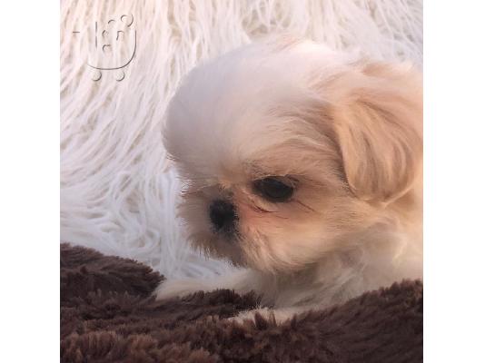 Shih Tzu
